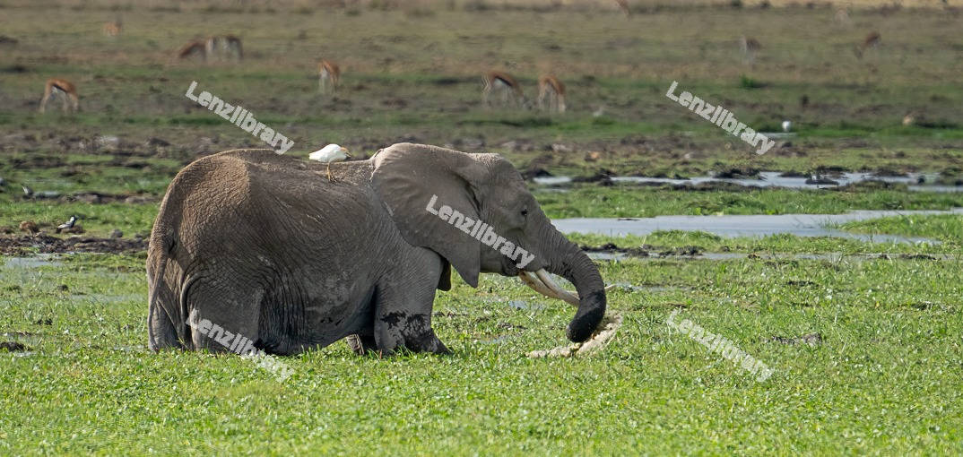 Elephant